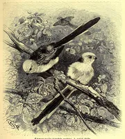 An illustration from Brehms Tierleben : allgemeine Kunde des Tierreichs : mit 1800 Abbildungen im Text, 9 Karten und 180 Tafeln in Farbendruck und Holzschnitt (1890)