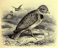 An illustration from Brehms Tierleben : allgemeine Kunde des Tierreichs : mit 1800 Abbildungen im Text, 9 Karten und 180 Tafeln in Farbendruck und Holzschnitt (1890)
