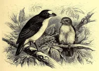 An illustration from Brehms Tierleben : allgemeine Kunde des Tierreichs : mit 1800 Abbildungen im Text, 9 Karten und 180 Tafeln in Farbendruck und Holzschnitt (1890)