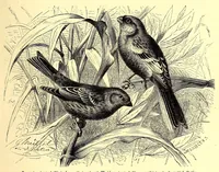 An illustration from Brehms Tierleben : allgemeine Kunde des Tierreichs : mit 1800 Abbildungen im Text, 9 Karten und 180 Tafeln in Farbendruck und Holzschnitt (1890)