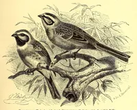 An illustration from Brehms Tierleben : allgemeine Kunde des Tierreichs : mit 1800 Abbildungen im Text, 9 Karten und 180 Tafeln in Farbendruck und Holzschnitt (1890)