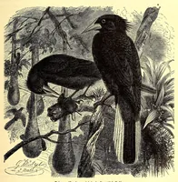 An illustration from Brehms Tierleben : allgemeine Kunde des Tierreichs : mit 1800 Abbildungen im Text, 9 Karten und 180 Tafeln in Farbendruck und Holzschnitt (1890)