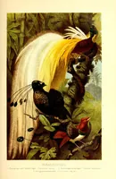 An illustration from Brehms Tierleben : allgemeine Kunde des Tierreichs : mit 1800 Abbildungen im Text, 9 Karten und 180 Tafeln in Farbendruck und Holzschnitt (1890)