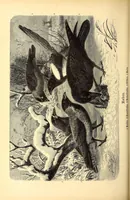 An illustration from Brehms Tierleben : allgemeine Kunde des Tierreichs : mit 1800 Abbildungen im Text, 9 Karten und 180 Tafeln in Farbendruck und Holzschnitt (1890)