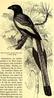 An illustration from Brehms Tierleben : allgemeine Kunde des Tierreichs : mit 1800 Abbildungen im Text, 9 Karten und 180 Tafeln in Farbendruck und Holzschnitt (1890)