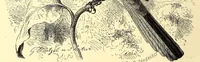 An illustration from Brehms Tierleben : allgemeine Kunde des Tierreichs : mit 1800 Abbildungen im Text, 9 Karten und 180 Tafeln in Farbendruck und Holzschnitt (1890)