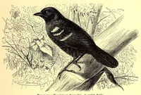 An illustration from Brehms Tierleben : allgemeine Kunde des Tierreichs : mit 1800 Abbildungen im Text, 9 Karten und 180 Tafeln in Farbendruck und Holzschnitt (1890)