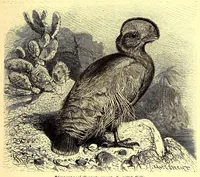 An illustration from Brehms Tierleben : allgemeine Kunde des Tierreichs : mit 1800 Abbildungen im Text, 9 Karten und 180 Tafeln in Farbendruck und Holzschnitt (1890)