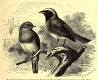 An illustration from Brehms Tierleben : allgemeine Kunde des Tierreichs : mit 1800 Abbildungen im Text, 9 Karten und 180 Tafeln in Farbendruck und Holzschnitt (1890)