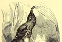An illustration from Brehms Tierleben : allgemeine Kunde des Tierreichs : mit 1800 Abbildungen im Text, 9 Karten und 180 Tafeln in Farbendruck und Holzschnitt (1890)
