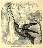 An illustration from Brehms Tierleben : allgemeine Kunde des Tierreichs : mit 1800 Abbildungen im Text, 9 Karten und 180 Tafeln in Farbendruck und Holzschnitt (1890)