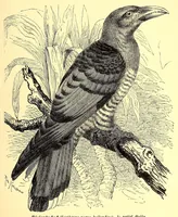 Picture 2 of 13 from Brehms Tierleben : allgemeine Kunde des Tierreichs : mit 1800 Abbildungen im Text, 9 Karten und 180 Tafeln in Farbendruck und Holzschnitt (1890), leaf 127