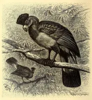 Picture 3 of 13 from Brehms Tierleben : allgemeine Kunde des Tierreichs : mit 1800 Abbildungen im Text, 9 Karten und 180 Tafeln in Farbendruck und Holzschnitt (1890), leaf 158