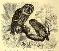 An illustration from Brehms Tierleben : allgemeine Kunde des Tierreichs : mit 1800 Abbildungen im Text, 9 Karten und 180 Tafeln in Farbendruck und Holzschnitt (1890)