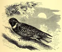 An illustration from Brehms Tierleben : allgemeine Kunde des Tierreichs : mit 1800 Abbildungen im Text, 9 Karten und 180 Tafeln in Farbendruck und Holzschnitt (1890)