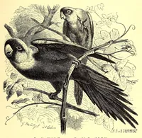 An illustration from Brehms Tierleben : allgemeine Kunde des Tierreichs : mit 1800 Abbildungen im Text, 9 Karten und 180 Tafeln in Farbendruck und Holzschnitt (1890)