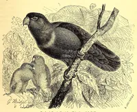 An illustration from Brehms Tierleben : allgemeine Kunde des Tierreichs : mit 1800 Abbildungen im Text, 9 Karten und 180 Tafeln in Farbendruck und Holzschnitt (1890)