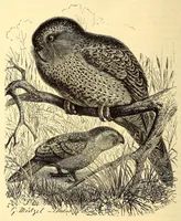 Picture 8 of 13 from Brehms Tierleben : allgemeine Kunde des Tierreichs : mit 1800 Abbildungen im Text, 9 Karten und 180 Tafeln in Farbendruck und Holzschnitt (1890), leaf 440