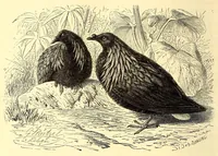 Picture 9 of 13 from Brehms Tierleben : allgemeine Kunde des Tierreichs : mit 1800 Abbildungen im Text, 9 Karten und 180 Tafeln in Farbendruck und Holzschnitt (1890), leaf 482