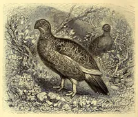 An illustration from Brehms Tierleben : allgemeine Kunde des Tierreichs : mit 1800 Abbildungen im Text, 9 Karten und 180 Tafeln in Farbendruck und Holzschnitt (1890)