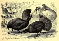Picture 11 of 13 from Brehms Tierleben : allgemeine Kunde des Tierreichs : mit 1800 Abbildungen im Text, 9 Karten und 180 Tafeln in Farbendruck und Holzschnitt (1890), leaf 623