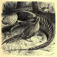 Picture 12 of 13 from Brehms Tierleben : allgemeine Kunde des Tierreichs : mit 1800 Abbildungen im Text, 9 Karten und 180 Tafeln in Farbendruck und Holzschnitt (1890), leaf 655