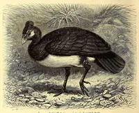 An illustration from Brehms Tierleben : allgemeine Kunde des Tierreichs : mit 1800 Abbildungen im Text, 9 Karten und 180 Tafeln in Farbendruck und Holzschnitt (1890)
