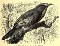 Picture 1 of 13 from Brehms Tierleben : allgemeine Kunde des Tierreichs : mit 1800 Abbildungen im Text, 9 Karten und 180 Tafeln in Farbendruck und Holzschnitt (1890), leaf 71