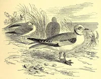 An illustration from Brehms Tierleben : allgemeine Kunde des Tierreichs : mit 1800 Abbildungen im Text, 9 Karten und 180 Tafeln in Farbendruck und Holzschnitt (1890)