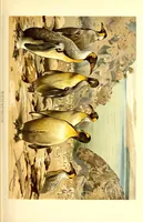 An illustration from Brehms Tierleben : allgemeine Kunde des Tierreichs : mit 1800 Abbildungen im Text, 9 Karten und 180 Tafeln in Farbendruck und Holzschnitt (1890)