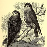 An illustration from Brehms Tierleben : allgemeine Kunde des Tierreichs : mit 1800 Abbildungen im Text, 9 Karten und 180 Tafeln in Farbendruck und Holzschnitt (1890)