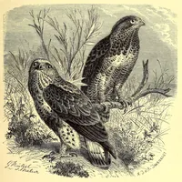 An illustration from Brehms Tierleben : allgemeine Kunde des Tierreichs : mit 1800 Abbildungen im Text, 9 Karten und 180 Tafeln in Farbendruck und Holzschnitt (1890)