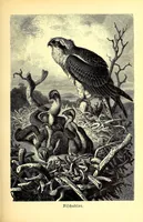 An illustration from Brehms Tierleben : allgemeine Kunde des Tierreichs : mit 1800 Abbildungen im Text, 9 Karten und 180 Tafeln in Farbendruck und Holzschnitt (1890)