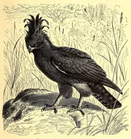 An illustration from Brehms Tierleben : allgemeine Kunde des Tierreichs : mit 1800 Abbildungen im Text, 9 Karten und 180 Tafeln in Farbendruck und Holzschnitt (1890)