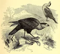 An illustration from Brehms Tierleben : allgemeine Kunde des Tierreichs : mit 1800 Abbildungen im Text, 9 Karten und 180 Tafeln in Farbendruck und Holzschnitt (1890)