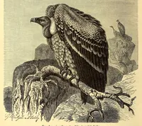 An illustration from Brehms Tierleben : allgemeine Kunde des Tierreichs : mit 1800 Abbildungen im Text, 9 Karten und 180 Tafeln in Farbendruck und Holzschnitt (1890)