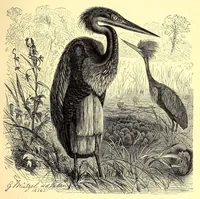An illustration from Brehms Tierleben : allgemeine Kunde des Tierreichs : mit 1800 Abbildungen im Text, 9 Karten und 180 Tafeln in Farbendruck und Holzschnitt (1890)