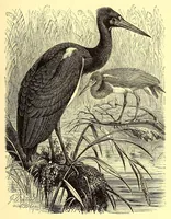 An illustration from Brehms Tierleben : allgemeine Kunde des Tierreichs : mit 1800 Abbildungen im Text, 9 Karten und 180 Tafeln in Farbendruck und Holzschnitt (1890)