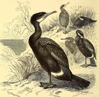 An illustration from Brehms Tierleben : allgemeine Kunde des Tierreichs : mit 1800 Abbildungen im Text, 9 Karten und 180 Tafeln in Farbendruck und Holzschnitt (1890)
