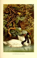Picture 13 of 15 from Brehms Tierleben : allgemeine Kunde des Tierreichs : mit 1800 Abbildungen im Text, 9 Karten und 180 Tafeln in Farbendruck und Holzschnitt (1890), leaf 659
