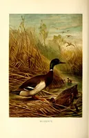 An illustration from Brehms Tierleben : allgemeine Kunde des Tierreichs : mit 1800 Abbildungen im Text, 9 Karten und 180 Tafeln in Farbendruck und Holzschnitt (1890)