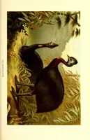 An illustration from Brehms Tierleben : allgemeine Kunde des Tierreichs : mit 1800 Abbildungen im Text, 9 Karten und 180 Tafeln in Farbendruck und Holzschnitt (1890)
