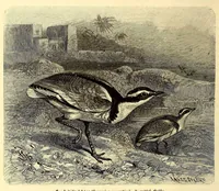 An illustration from Brehms Tierleben : allgemeine Kunde des Tierreichs : mit 1800 Abbildungen im Text, 9 Karten und 180 Tafeln in Farbendruck und Holzschnitt (1890)