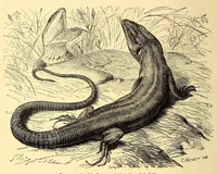 An illustration from Brehms Tierleben : allgemeine Kunde des Tierreichs : mit 1800 Abbildungen im Text, 9 Karten und 180 Tafeln in Farbendruck und Holzschnitt (1890)