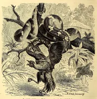 An illustration from Brehms Tierleben : allgemeine Kunde des Tierreichs : mit 1800 Abbildungen im Text, 9 Karten und 180 Tafeln in Farbendruck und Holzschnitt (1890)