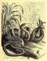 An illustration from Brehms Tierleben : allgemeine Kunde des Tierreichs : mit 1800 Abbildungen im Text, 9 Karten und 180 Tafeln in Farbendruck und Holzschnitt (1890)