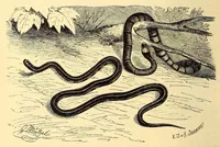 An illustration from Brehms Tierleben : allgemeine Kunde des Tierreichs : mit 1800 Abbildungen im Text, 9 Karten und 180 Tafeln in Farbendruck und Holzschnitt (1890)