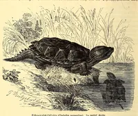 An illustration from Brehms Tierleben : allgemeine Kunde des Tierreichs : mit 1800 Abbildungen im Text, 9 Karten und 180 Tafeln in Farbendruck und Holzschnitt (1890)