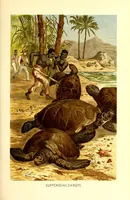 Picture 10 of 14 from Brehms Tierleben : allgemeine Kunde des Tierreichs : mit 1800 Abbildungen im Text, 9 Karten und 180 Tafeln in Farbendruck und Holzschnitt (1890), leaf 657