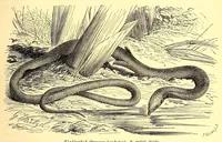 An illustration from Brehms Tierleben : allgemeine Kunde des Tierreichs : mit 1800 Abbildungen im Text, 9 Karten und 180 Tafeln in Farbendruck und Holzschnitt (1890)